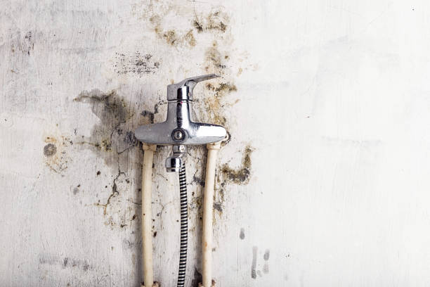 Best Emergency Mold Removal  in Norton, OH