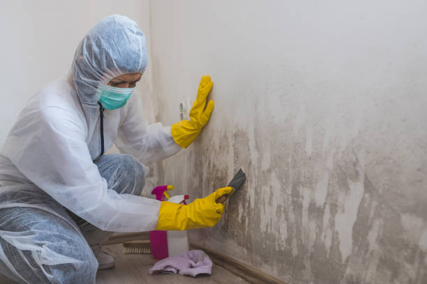 Best Local Mold Removal Service  in Norton, OH