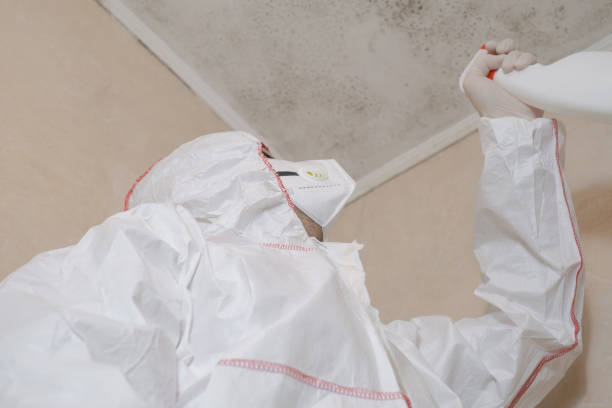 Best Local Mold Removal Service  in Norton, OH