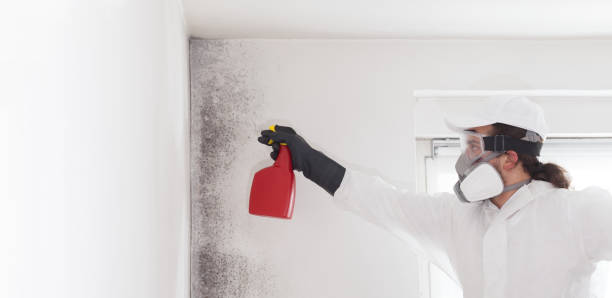 Best Emergency Mold Removal  in Norton, OH