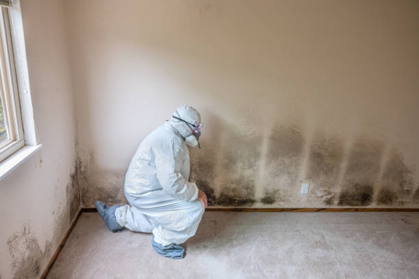 Best Residential Mold Removal  in Norton, OH